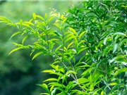 Cao Bằng: Nhân giống và trồng thâm canh rau ngót rừng